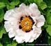 Rockii Peony: BING SHAN XUE LIAN